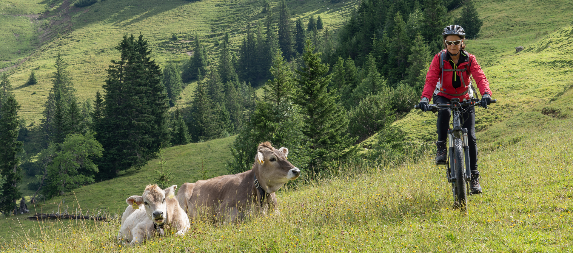 Mountainbiken auf der Alm mit Kühen